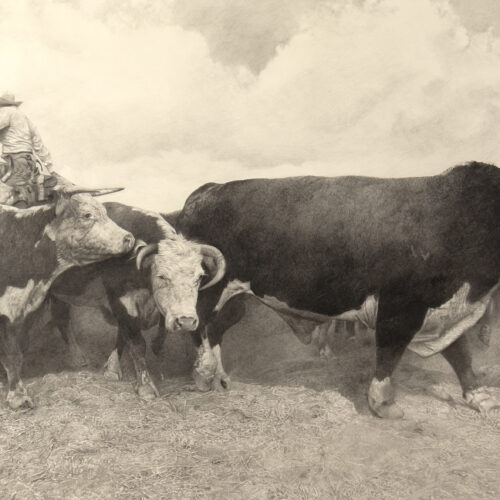 Woodrow Blagg (1946-2023) Bull Rush, 2008 Graphite On Rag Paper