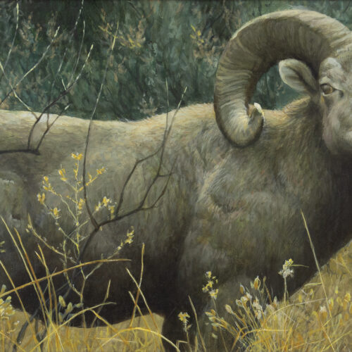 Robert Bateman (1930- ) Ram, 2015 Acrylic On Board 11 3/8 X 23 1/2