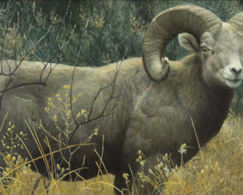 Robert Bateman (1930- ) Ram, 2015 Acrylic On Board 11 3/8 X 23 1/2