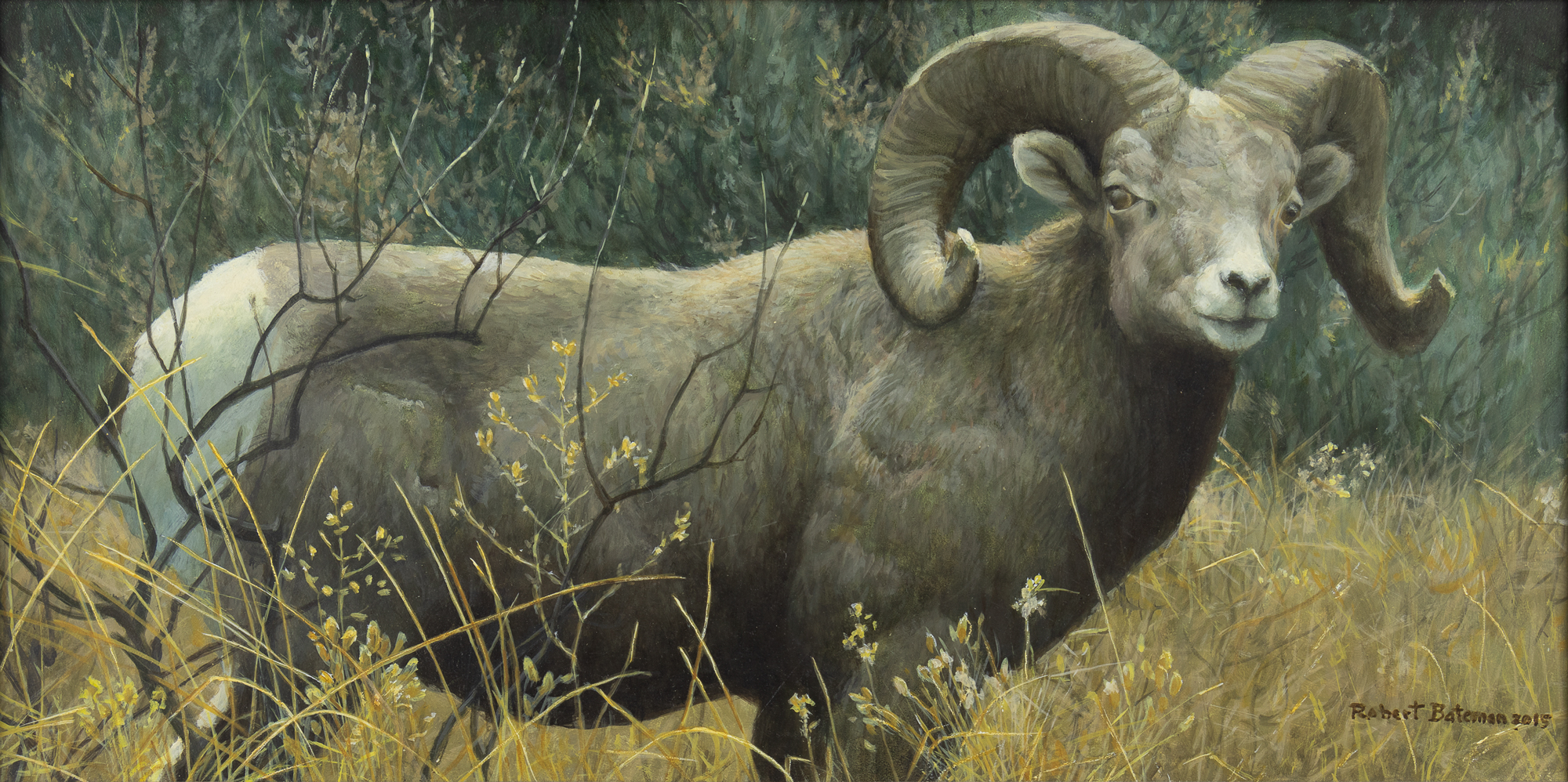 Robert Bateman (1930- ) Ram, 2015 acrylic on board 11 3/8 x 23 1/2