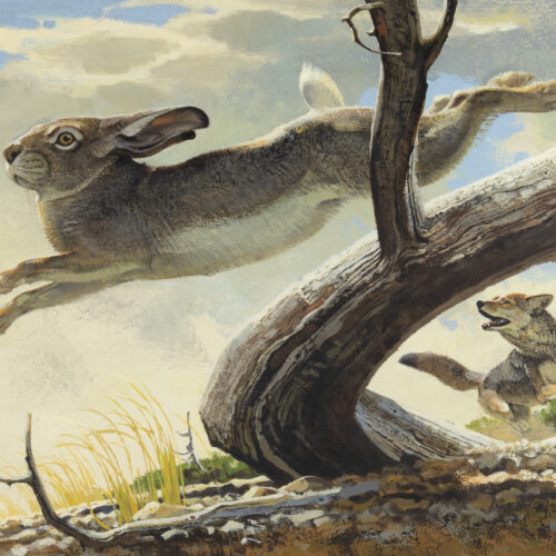 Bob Kuhn (1920-2007) Jack Rabbit And Coyote Oil On Board 15 1/2 X 19