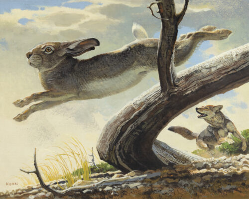 Bob Kuhn (1920-2007) Jack Rabbit And Coyote Oil On Board 15 1/2 X 19