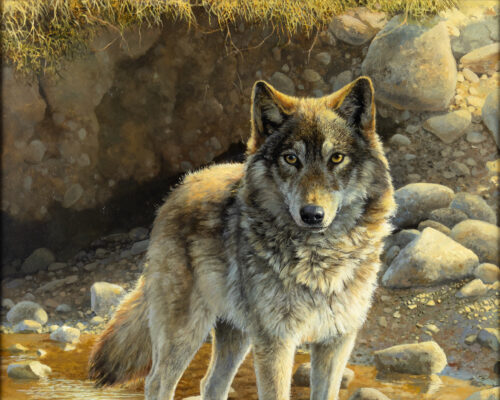 Bonnie Marris (1951- ) Untitled (Wolf) Oil On Board 29 1/16 X 23 1/16